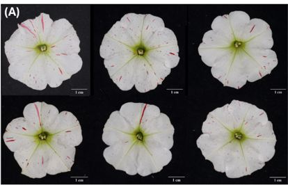 Petunia W138 flowers showing red spots from transposon excision events