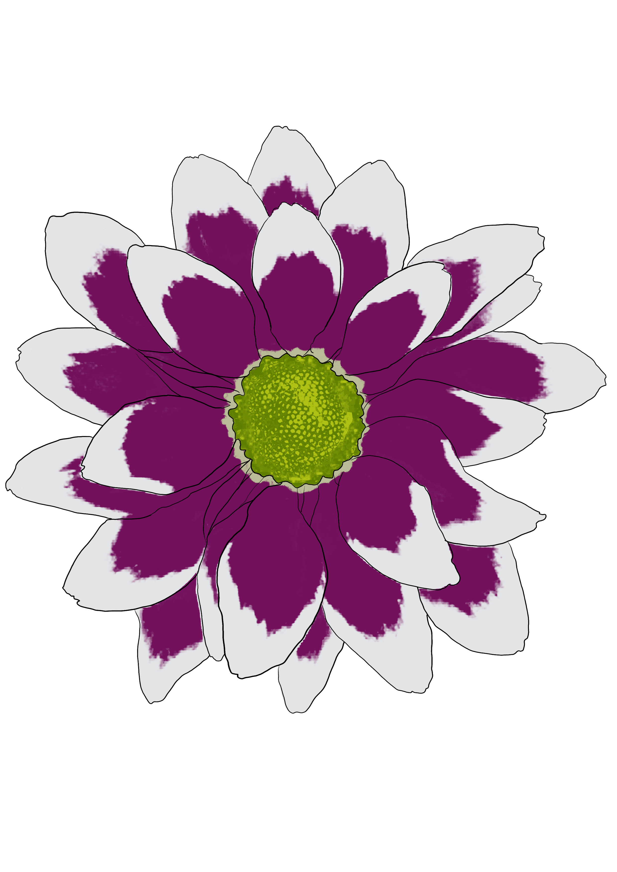 Flower pigmentation patterns