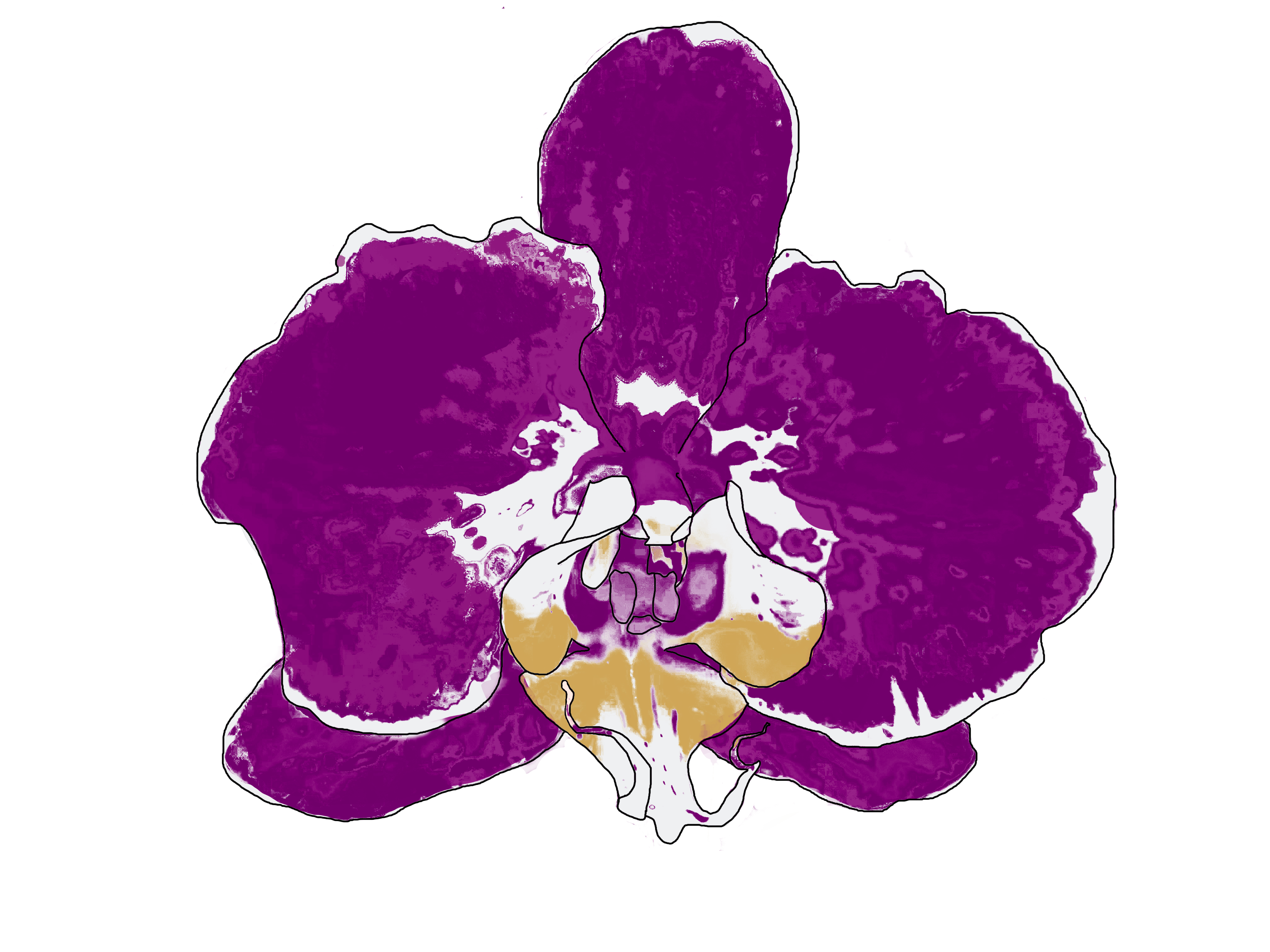 Orchid patterns