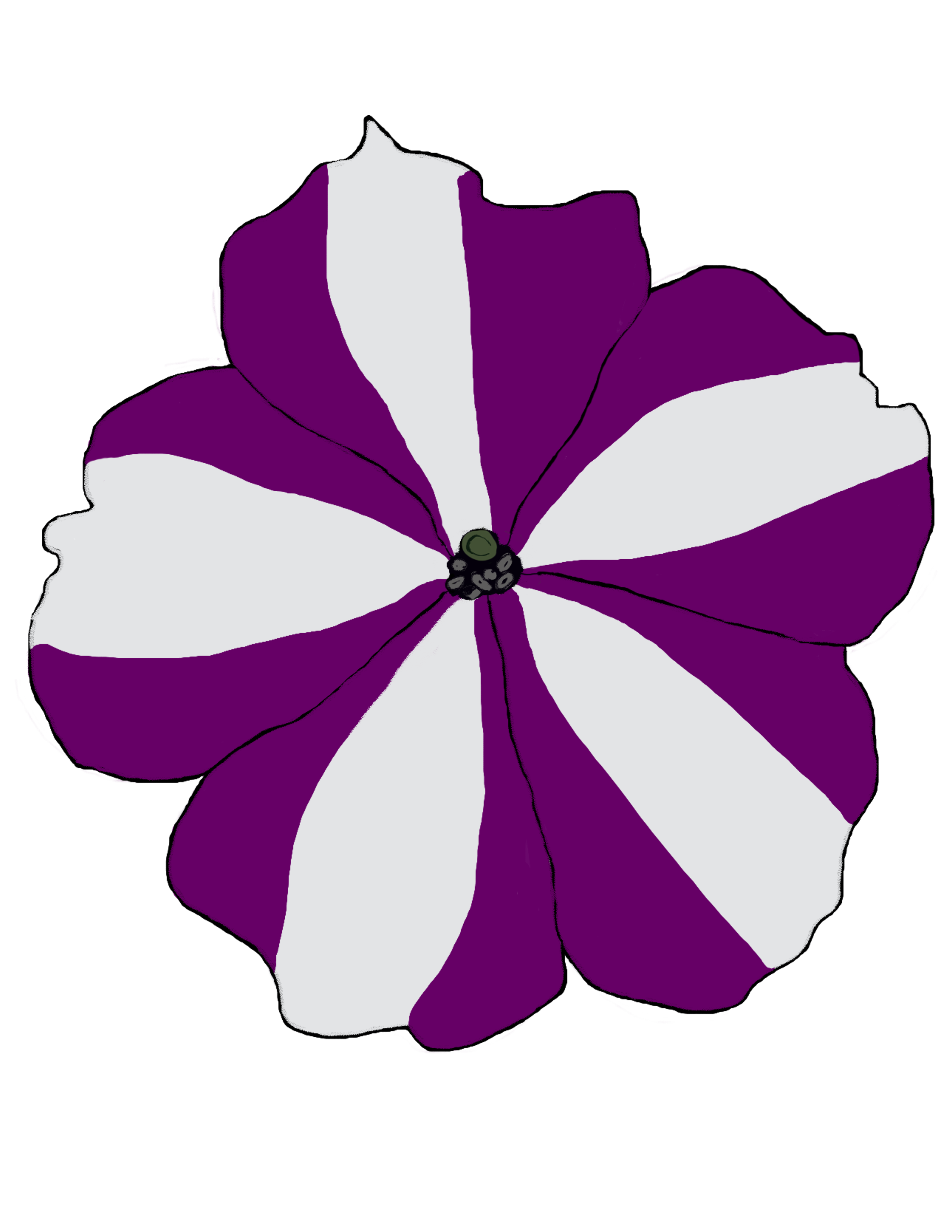 Petunia patterns